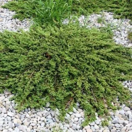Можжевельник обыкновенный Juniperus communis "Repanda" C3