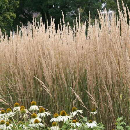 Вейник Карл Форестер (Calamagrostis acutiflora “Karl Foerster”) Р9