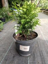 Туя западная Даника (Thuja occidentalis Danica) С2