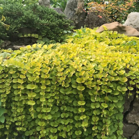 Вербейник монетчатый (Lysimachia nummularia)