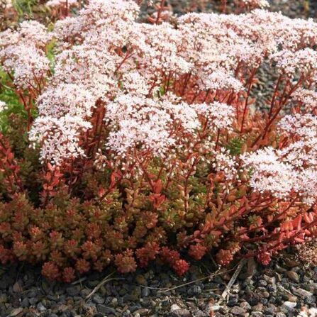 Очиток Атропурпуреа (Sedum album Atropurpureum)