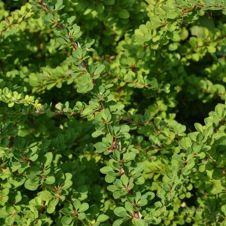 Барбарис обыкновенный (Berberis vulgaris)