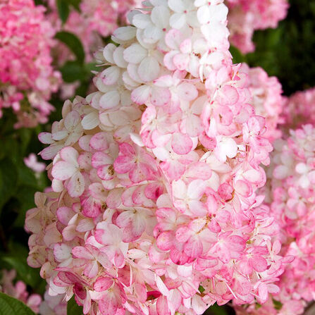 Гортензия метельчатая Ванила Фрайз (Hydrangea paniculata "Vanille Fraise") С2/3