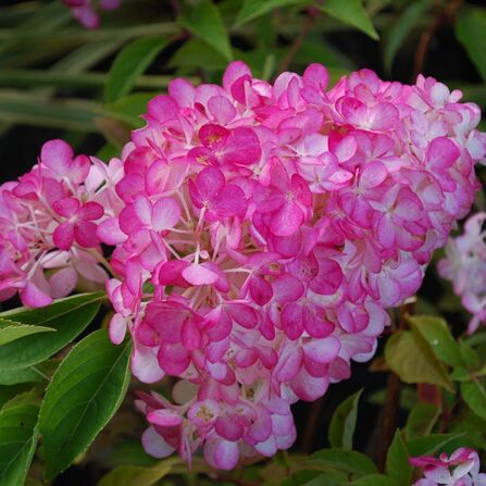 Гортензия метельчатая Сандей фрайз (Hydrangea paniculata Sundae Fraise)