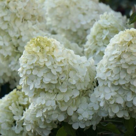 Гортензия метельчатая Полярный медведь (Hydrangea paniculata Polar Bear)