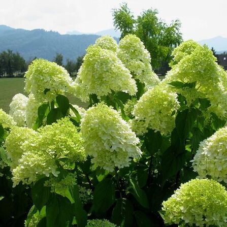 Гортензия метельчатая Лайм лайт С3 (Hydrangea paniculata Limelight)