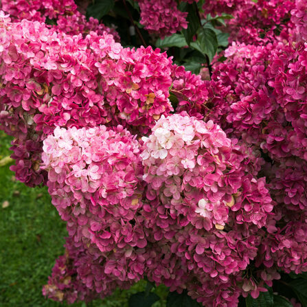 Гортензия метельчатая Фрайз мельба (Hydrangea paniculata 'Fraise Melba')