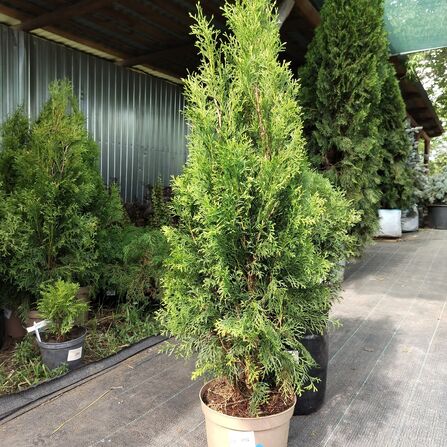 Туя Смарагд (Thuja occidentalis "Smaragd") 100см