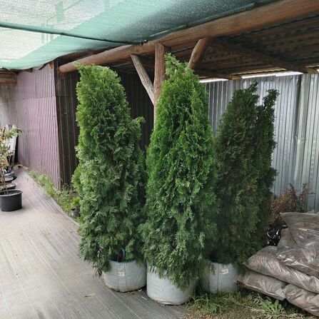 Туя Смарагд (Thuja occidentalis "Smaragd") 170см