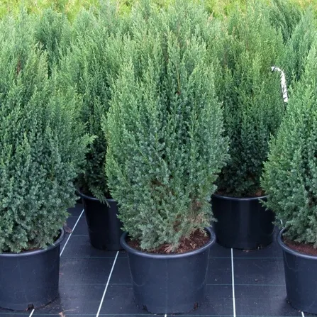 Можжевельник китайский Стрикта (Juniperus chinensis 'Stricta')