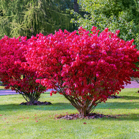 Бересклет европейский (Euonymus europaeus)