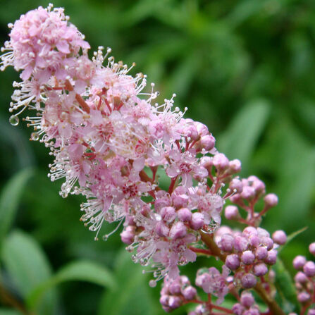 Спирея иволистная розовая (Spiraea salicifolia)