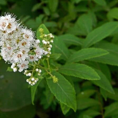 Спирея иволистная белая (Spiraea salicifolia)