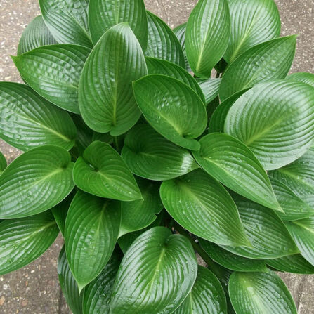 Хоста Девон Грин (Hosta Devon Green)