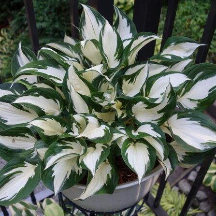 Хоста Огонь и Лед «Hosta Fire and Ice»