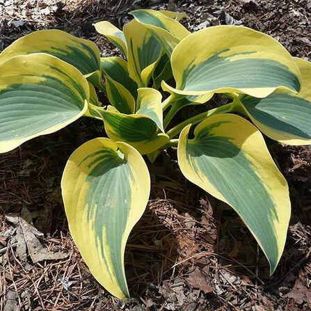 Хоста Отэм Фрост (Hosta Autumn Frost)