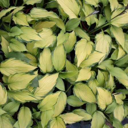 Хоста Леди Гиневера (Hosta Lady Guinevere)