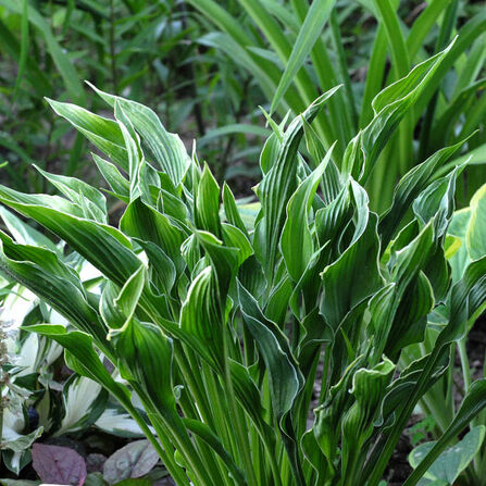 Хоста Руки Молящегося (Hosta Praying Hands)