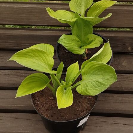 Хоста гибридная Банана Кид (Hosta Banana Kid)