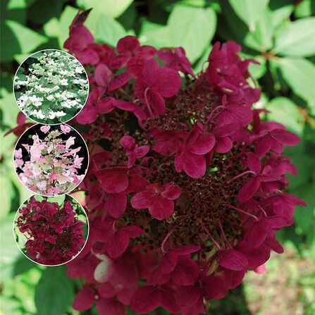 Гортензия метельчатая Вимс Ред (Hydrangea paniculata "Wims Red" (C5)