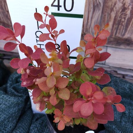 Барбарис Тунберга Оранж Рокет(Berberis thunbergii "Orange Rocket")