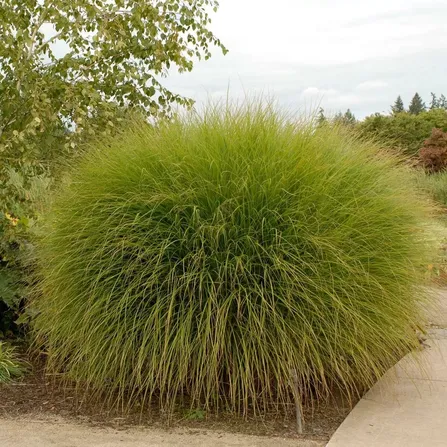 Мискантус китайский (Miscanthus sinensis)