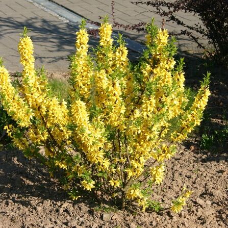 Форзиция промежуточная (Forsythia intermedia)