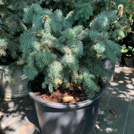 Ель колючая Глаука Глобоза (Picea pungens Glauca Globosa)