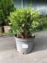 Туя западная Даника (Thuja occidentalis Danica) С5