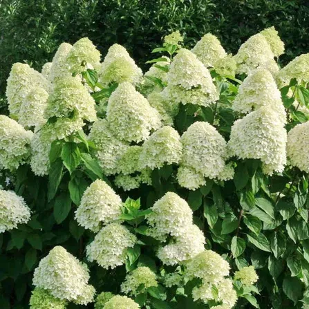 Гортензия метельчатая Сильвер Доллар (Hydrangea paniculata Silver Dollar) С7,5