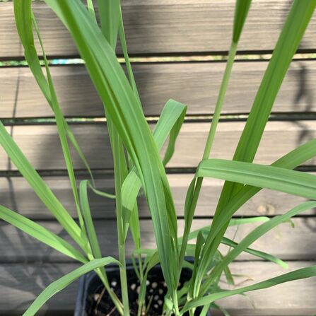 Вейник Карл Форестер (Calamagrostis acutiflora “Karl Foerster”) С2