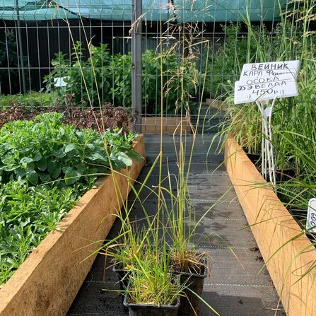 Щучка (Луговик) дернистая (Deschampsia cespitosa) Р9