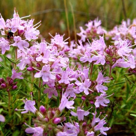 Тимьян ползучий (Thymus serpyllum)