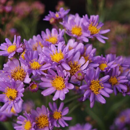 Астра татарская "Aster tataricus"