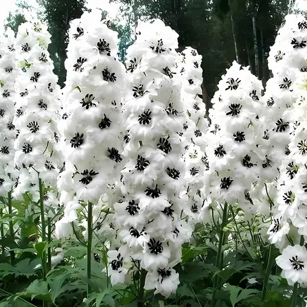 Дельфиниум высокий "Вайт Дарк Би" (Delphínium elátum "White Dark Bee")