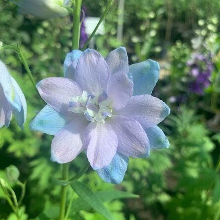 Дельфиниум Мэджик Фонтейнс Скай Блю Вайт Би "Magic Fountains Sky Blue White Bee"