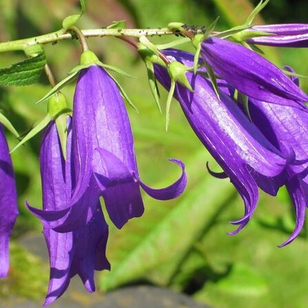 Колокольчик широколистный (Campanula latifolia)