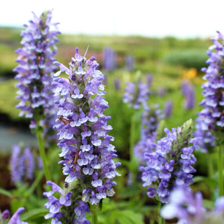 Котовник жилковатый "Блю Мун" (Nepeta nervosa "Blue Moon")