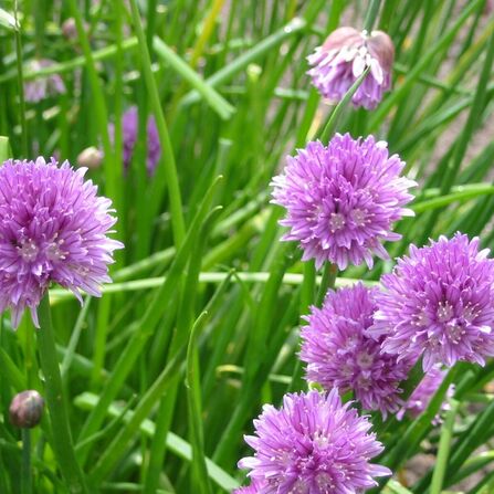 Лук-шнитт сибирский (Резун) (Allium schoenoprasum var. Sibiricum)