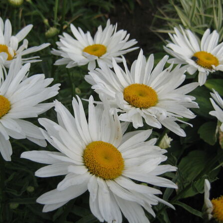 Нивяник (Ромашка) Аляска (Leucanthemum Alaska)