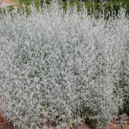 Полынь Людовика (Artemisia ludoviciana)