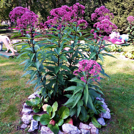 Посконник пятнистый Атропурпуреум (Eupatorium maculatum Atropurpureum)