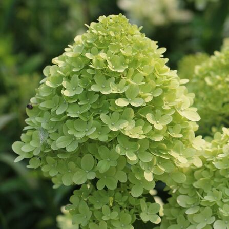 Гортензия метельчатая Лайм лайт (Hydrangea paniculata Limelight) С5