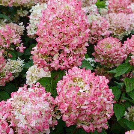 Гортензия метельчатая "Меджик" (Hydrangea paniculata "Magic") С5