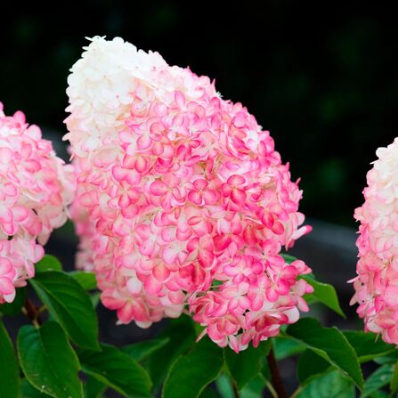 Гортензия метельчатая "Пинк роуз" (Hydrangea paniculata Pink Rose) С5