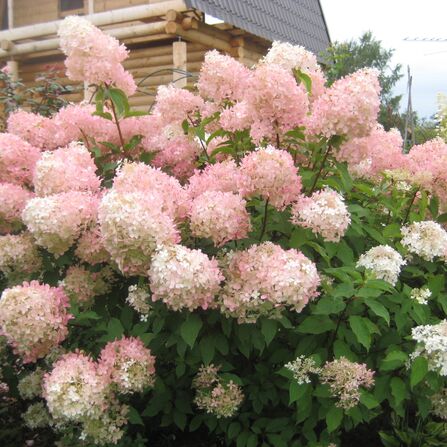 Гортензия метельчатая Фантом (Hydrangea paniculata Phantom) С5