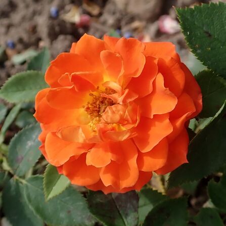 Роза Оранж Мейландина (Rosa Orange Meillandina)