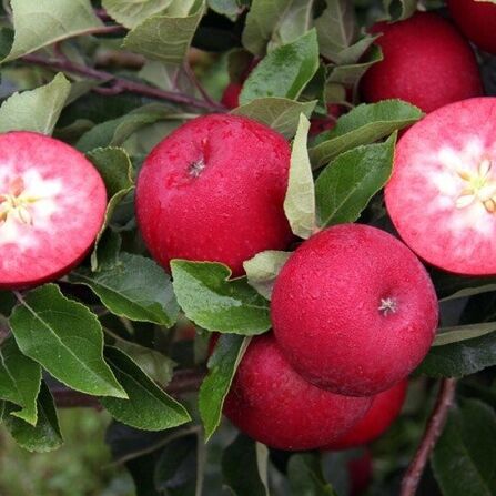 Яблоня Ред Пешн (Malus Red Passion) 4-года