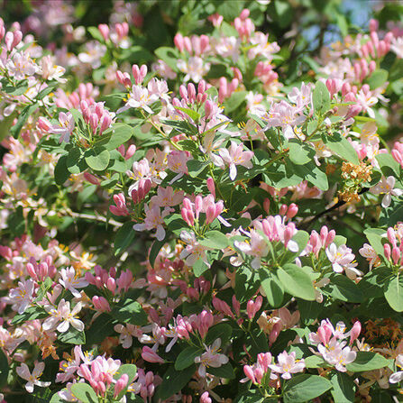 Жимолость татарская (Lonicera tatarica)