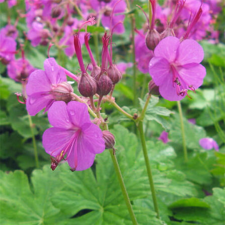 Герань крупнокорневищная (Geranium macrorrhizum) С2